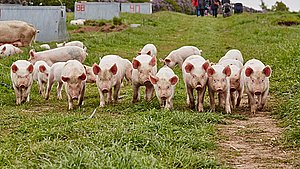 Beskidte svin: Flere grise med ætsninger og alvorlige skader hos svinebonde