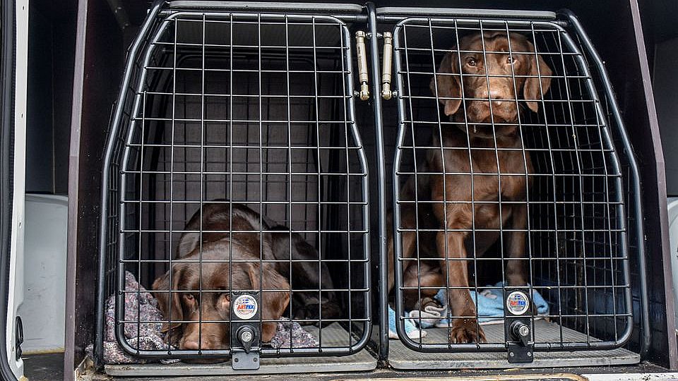 uberørt slot møbel To store hundesager - 29 hunde sendt på internat lige inden jul | TV2 Nord