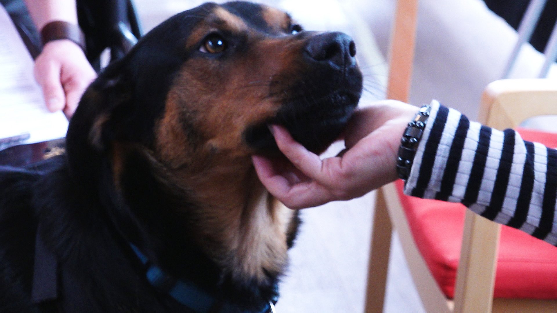 smertestillende medicin Anklage lommelygter Menneskets bedste ven: Hunde hjælper mere og mere | TV2 Nord