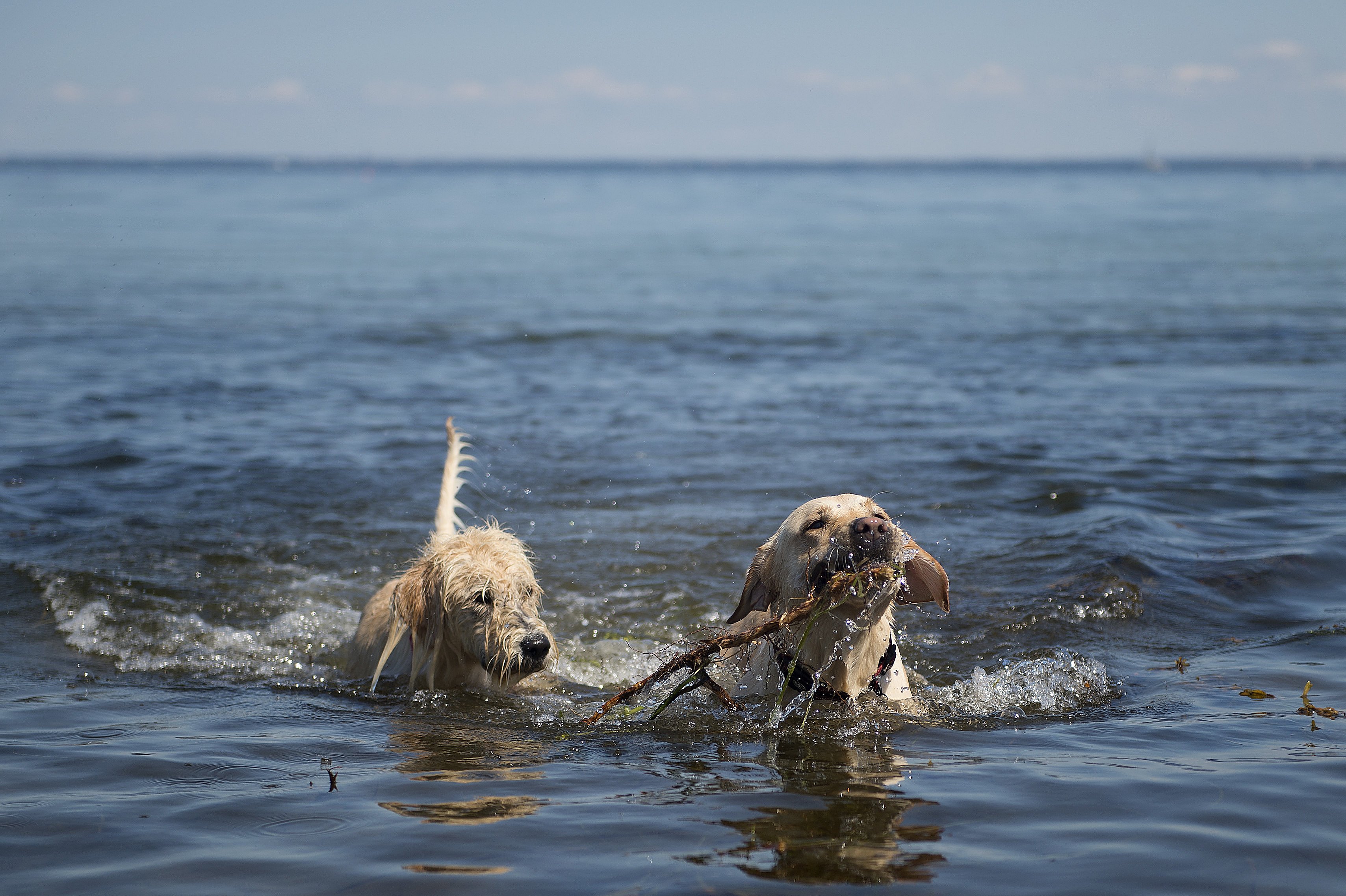retning Mark Gravere Høje temperaturer giver udfordringer for hundeejere: Vand er nødvendig i  varmen - også for de firbenede | TV2 Nord