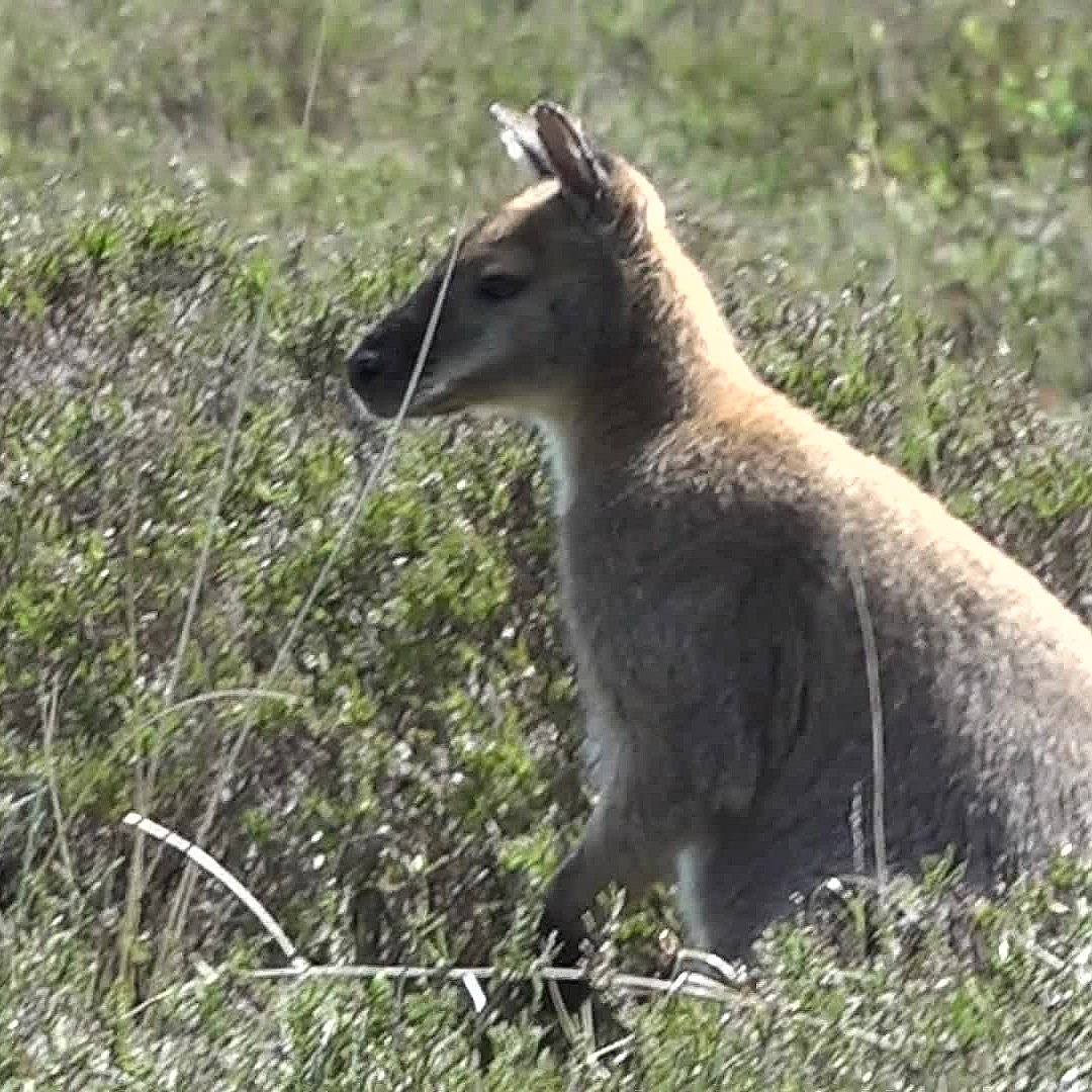Kænguru løs i sommerhusområde: - Der ti personer til at indfange | TV2 Nord