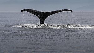 365 dage på udkigsposten: Sjælden hval spottet i Nordjylland