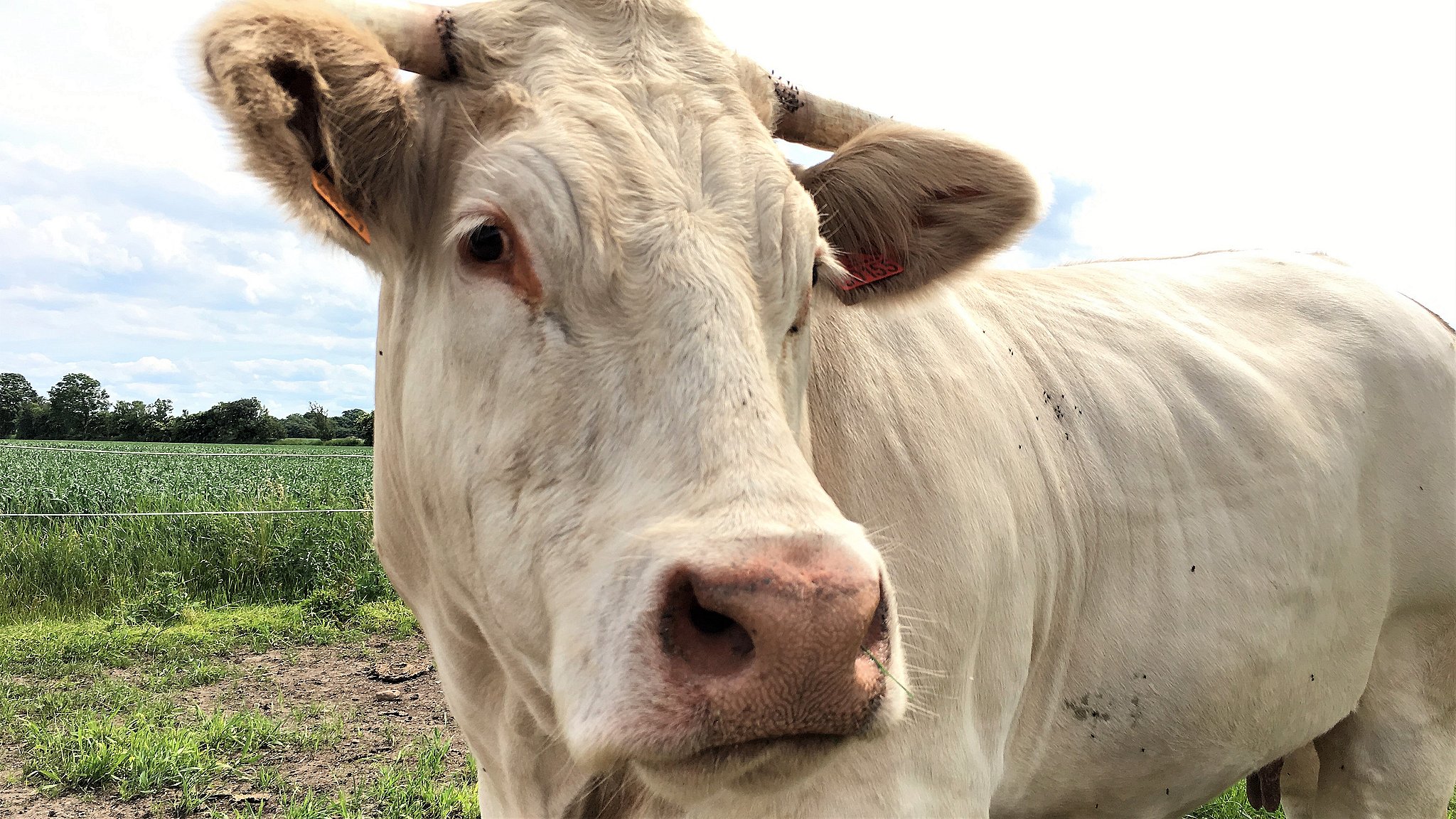 røv: Franskmænd har Judee til verdens smukkeste ko | TV2