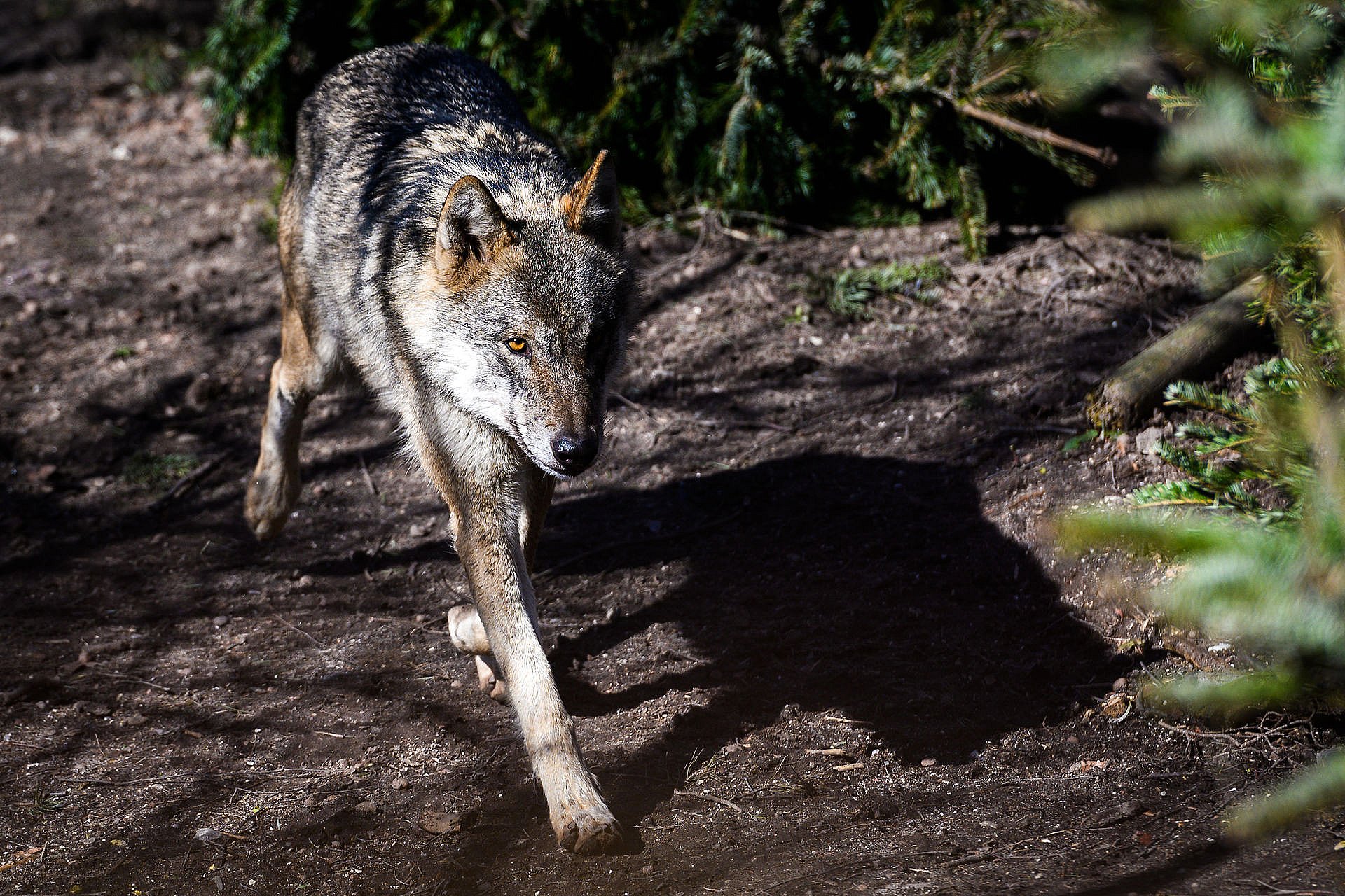 fond Hollywood Levere Jagthund og ulv i kamp: - Hold hunden i snor | TV2 Nord