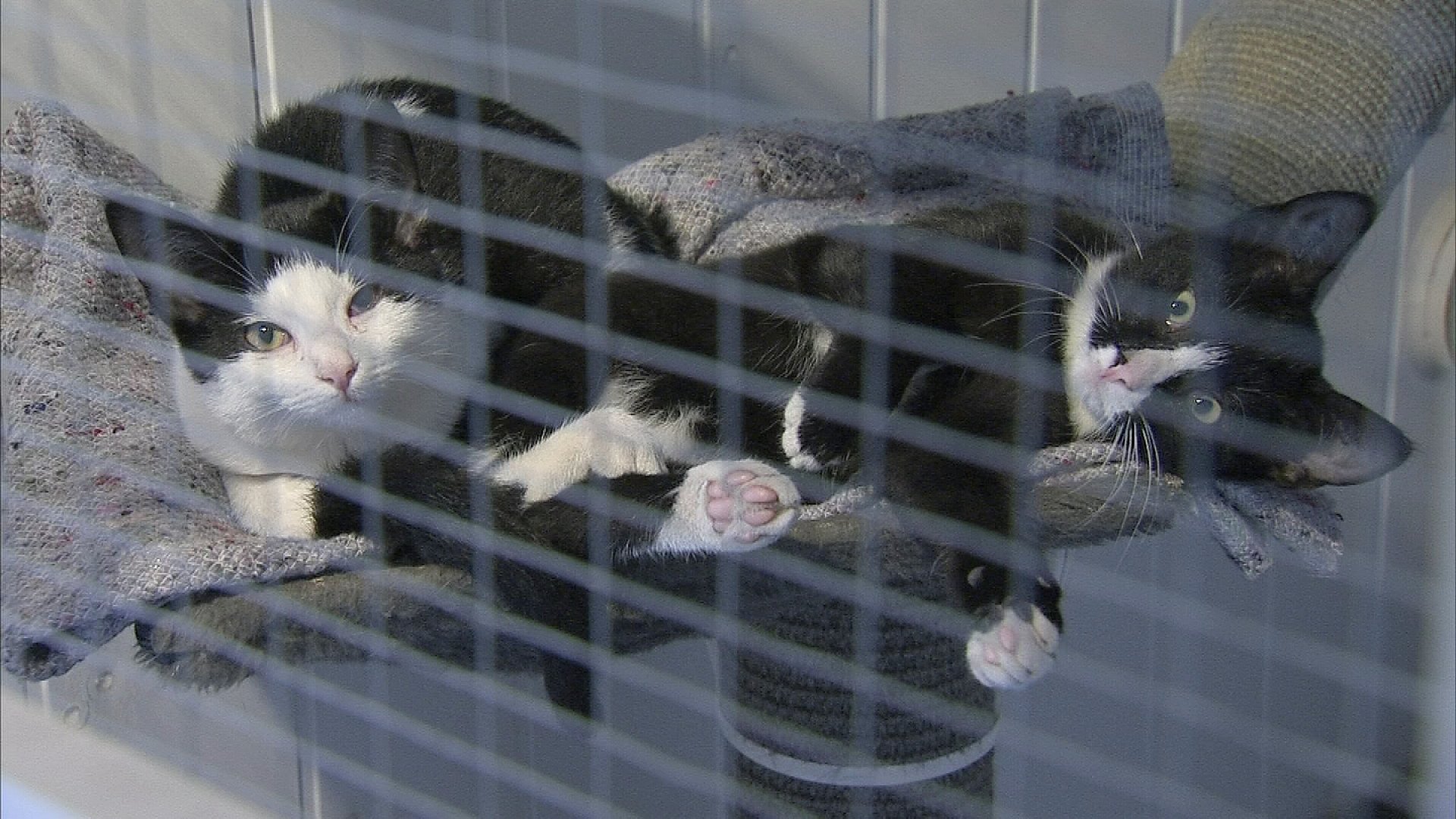 400 katte har boet i kælder – åbner hun et | TV2 Nord