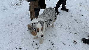 Ingen kraftig sne hjalp hundestævne
