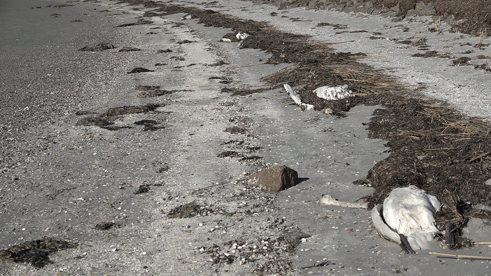 Flere steder ligger svanerne døde med blot få meter imellem sig. Foto: Jesper Christiansen.