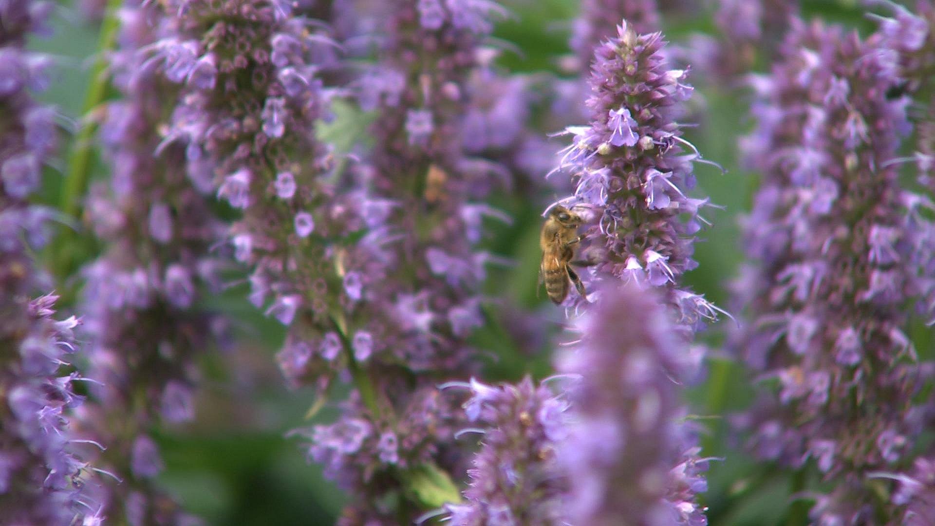 Pollen fra  indsamlet af bier i Letlands uberørte natur.  Frisk sending.