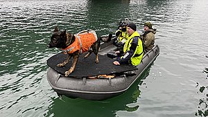 Hunden Walther er Nordjyllands eneste vandsøgshund - lige nu træner han på Limfjorden