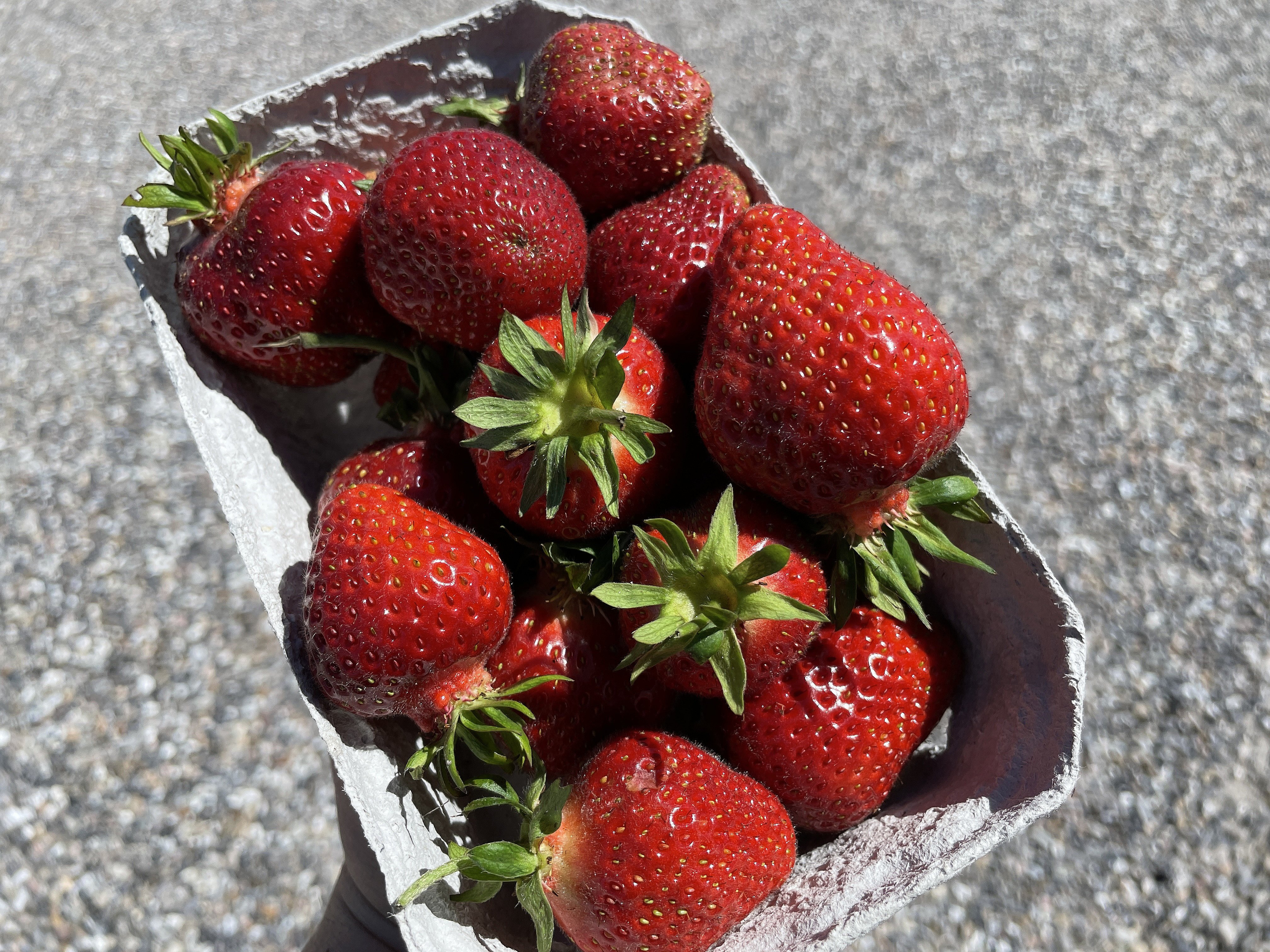 kritiserer jordbærproducent løndumping: - Det kan ikke leve af | TV2 Nord