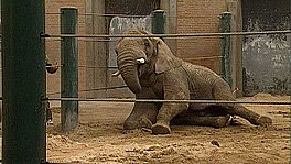 Elefanten Tempo er død efter | TV2