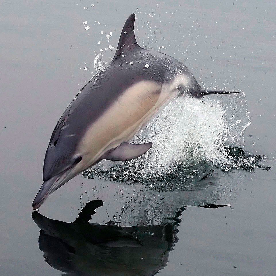 Almindelig Delfin, der her ses i Sundby Havn på Mors, findes i varme og tempererede farvande verden over. Voksne dyr er omkring to meter lange. Den kan kendes på, at siden af kroppen har en timeglas-formede lys tegning, der kan være gullig foran. For nyligt har man fundet frem til, at Almindelig Delfin bør opledes i to arter, der ligner hinanden meget, men hvor der er forskel i næbbets længde. Den form, der forekommer i Danmark, er derfor den nordlige art, kaldet Kortnæbbet Almindelig Delfin. Syd for os forekommer den mere varmekrævende Langnæbbet Almindelig Delfin.