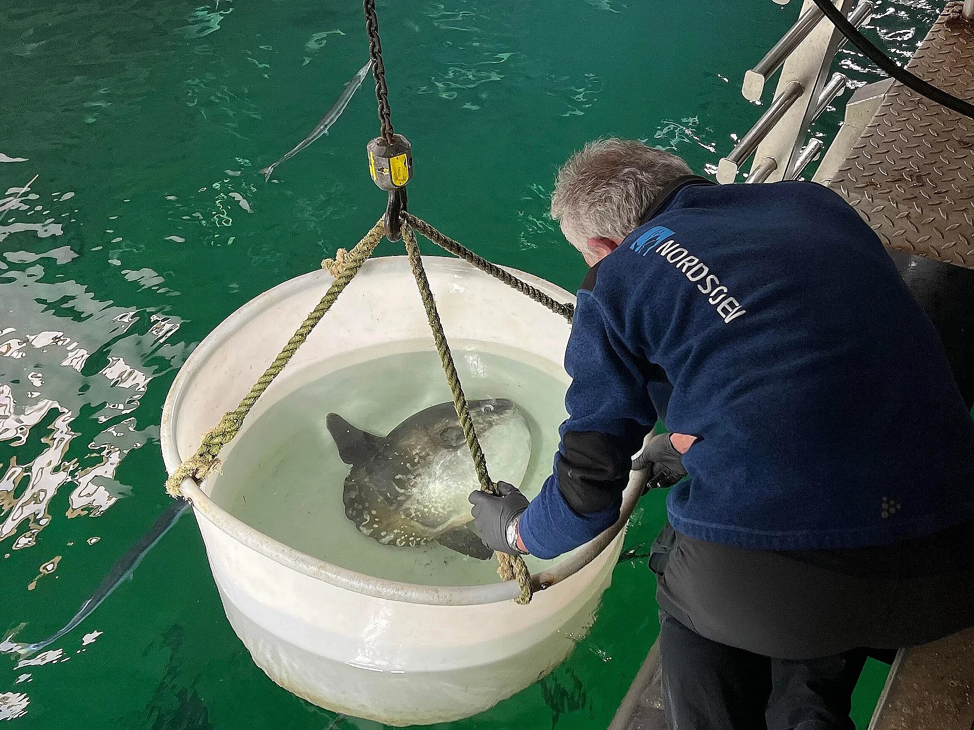 Klumpfisken kom fra en havtemperatur på omkring fem grader og skulle langsomt vænnes til 17 grader, som den har det bedst med.