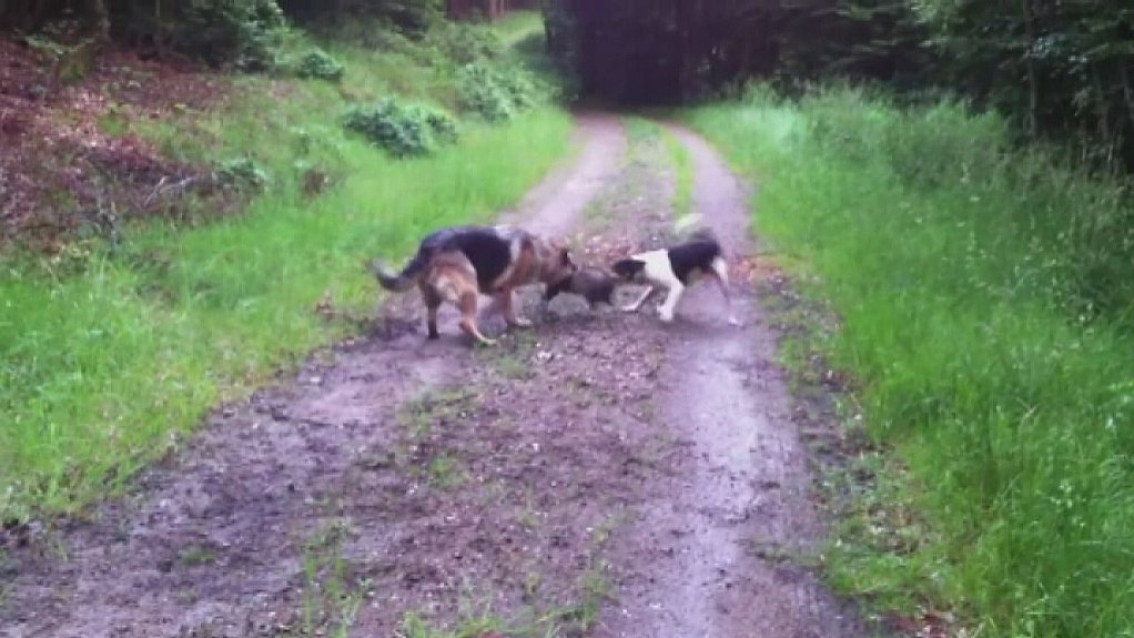 Trafikprop initial mod Løse hunde dræber grævlingeunge | TV2 Nord