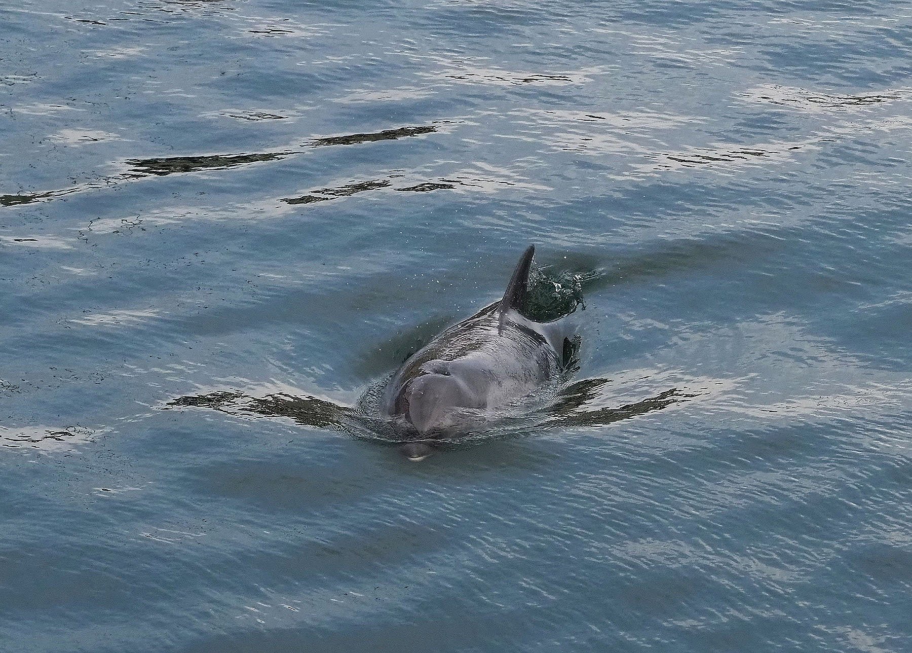 Stribet Delfin (foto fra Skagen) En meget sjælden gæst i de danske farvande, men et individ sås i efteråret i Skagen havn. Den kan normalt kendes på en sort stribe langs kroppen, men striben kan mangle. Den er normalt 1,8 - 2,5 meter lang.