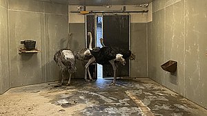 Fugleinfluenza truer Aalborg Zoo - nu vaccineres strudsene