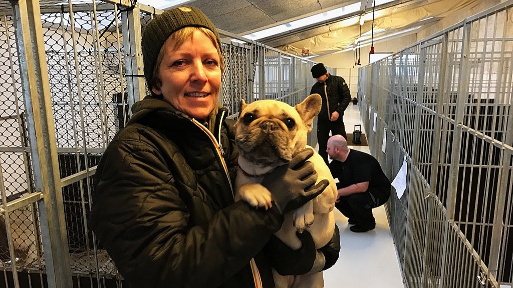 Celsius skud Anoi Hundehotellet er fuldt booket og klar til nytårsaften | TV2 Nord
