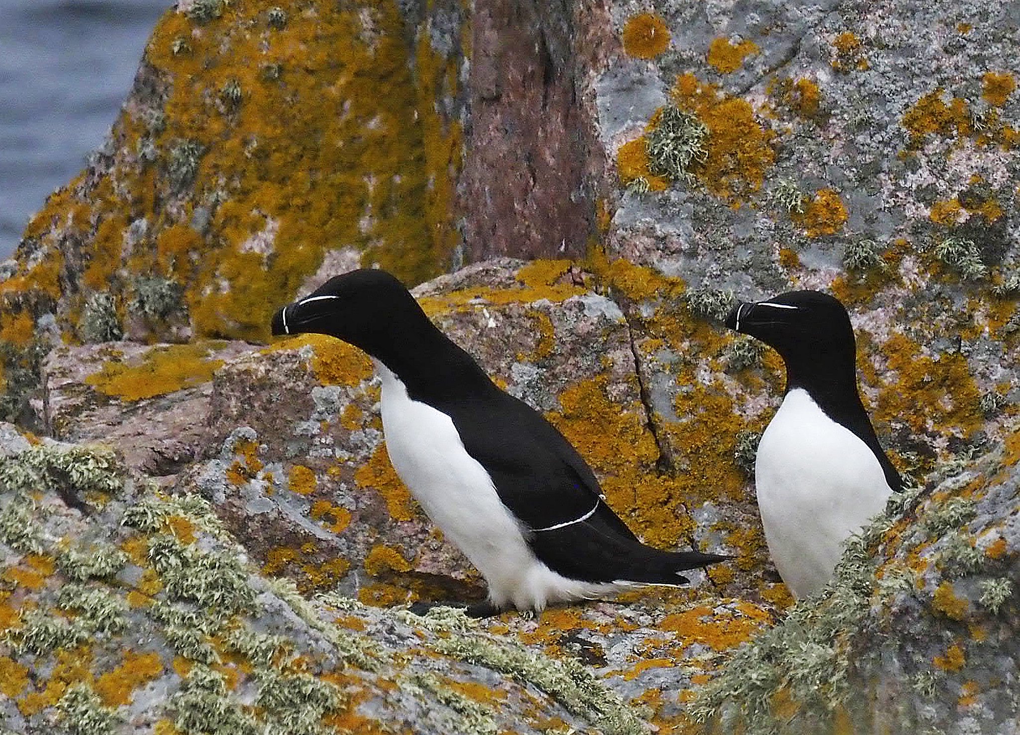 To alke i sommerdragt ved Christiansø nord for Bornholm. Når de står oprejst på land ses ligheden med pingvinerne tydeligt. Bemærk også det tykke næb med tydelige markeringer, der minder om Gejrfuglen.