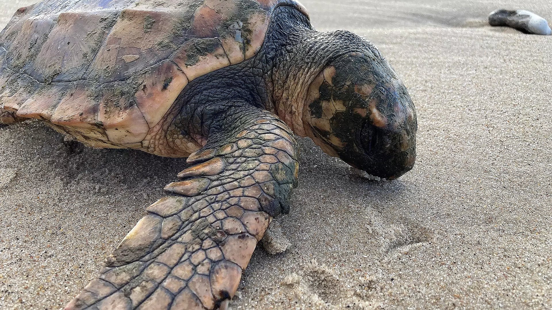 Meget skildpadde forsvandt og dukkede igen: - Nu skal den hjem i | TV2 Nord