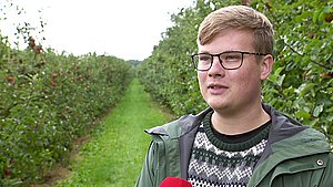 Jens frygter at brænde inde med sine frugter - spis danske æbler, lyder opfordringen