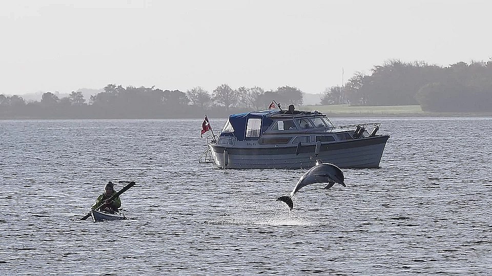 Tæt forhold mellem kajakroer og delfin: Jeg følte et venskab | TV2