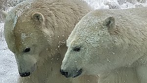Frysende koldt i Zoo: Dyrene gider det ikke