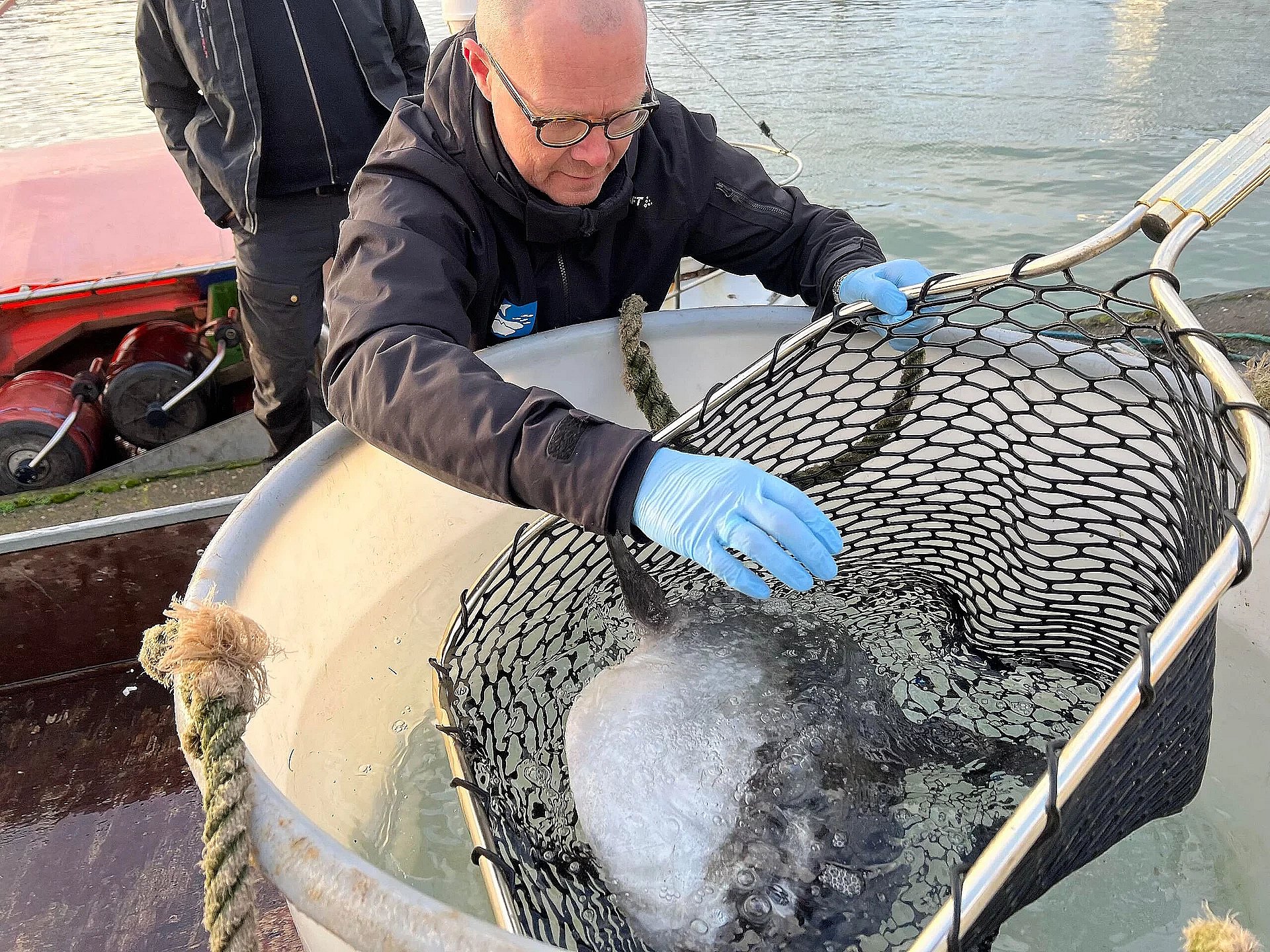 Den lille ny kærkommen fik ved ankomsten til Kulkajen i Hirtshals Havn en fin velkomst. Her blev den igen nænsomt hevet op i en ny og større balje af akvariechef Martin Riis (billedet) fra Nordsøen Oceanarium.